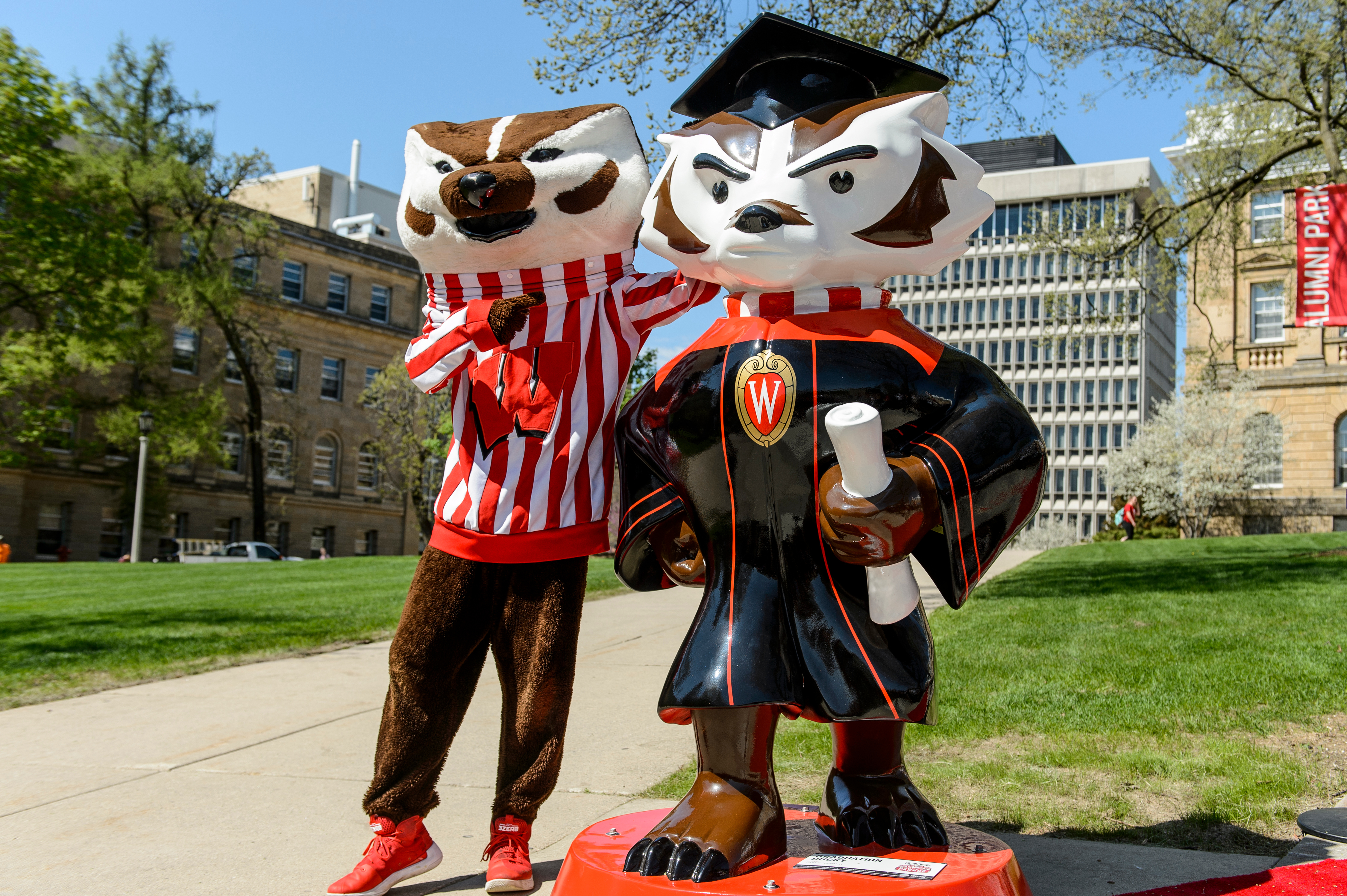 Bucky mascot standing next to Bucky on Parade "Graduation Bucky" statue.